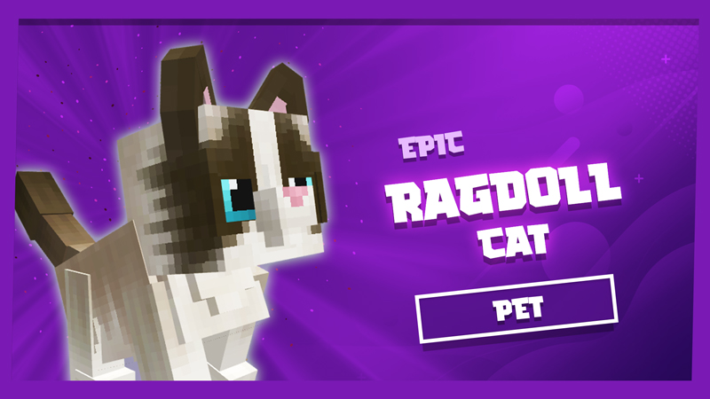Ragdoll Cat Pet