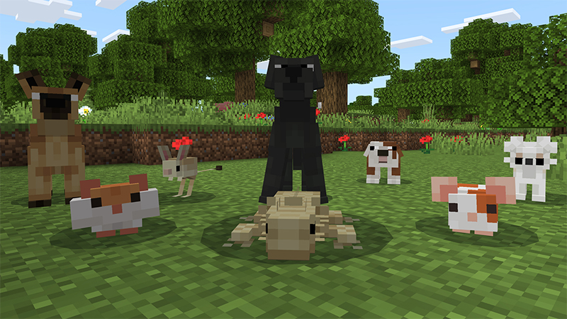 ANIMAL SHELTER ANIMAL SHELTER by Minty
